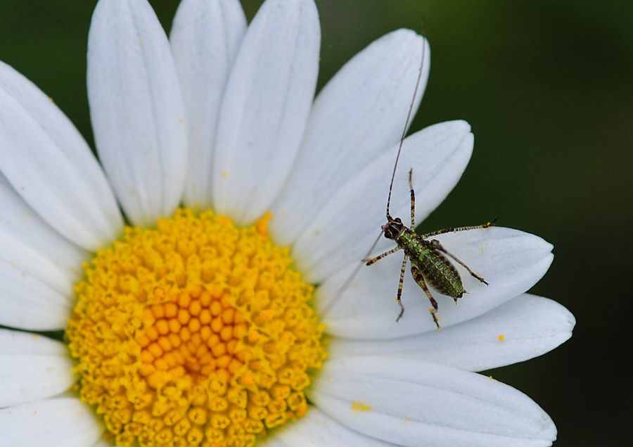 La vita in un fiore